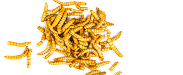 istock Edible fried insects suitable as food snack 1062161692