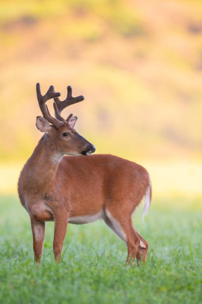 istock White-tailed deer buck with velvet antlers 1062162140