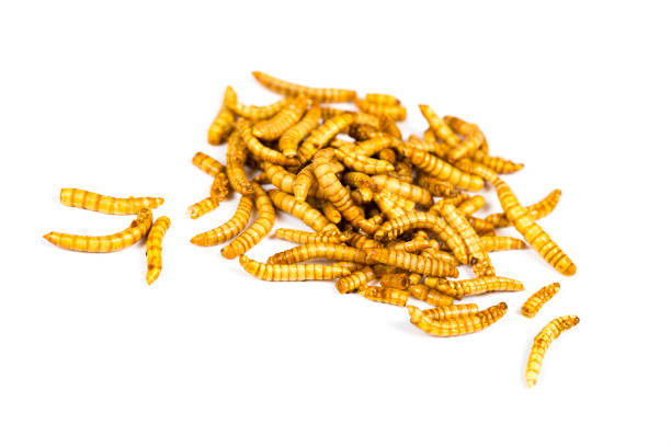 istock Edible fried insects suitable as food snack 1062162232