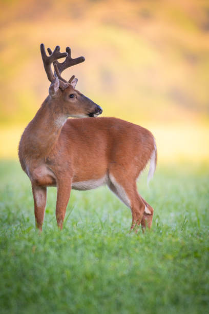 istock White-tailed deer buck with velvet antlers 1062163652