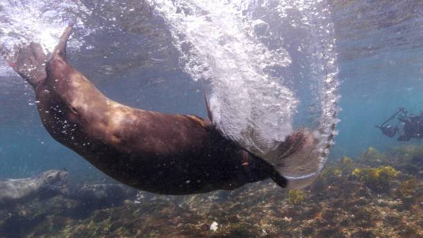 istock Galapagos sea lion slapping water behavior 1062163868
