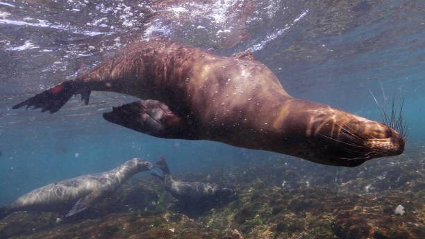 istock Sea lion, close-up shot, at Galapagos 1062163870