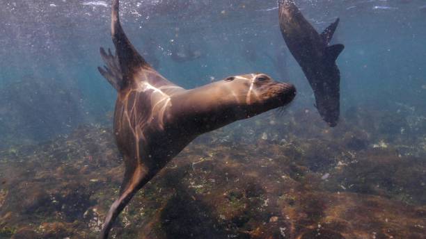 istock Galapagos sea lion encounter at undersea reef 1062163980
