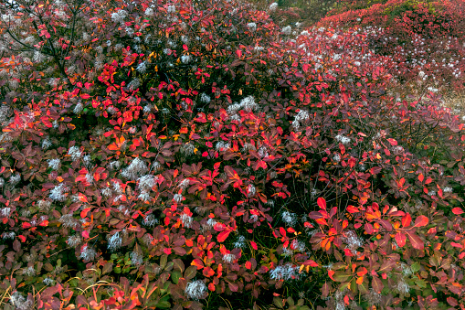 Red Karsian Smoketree  and Autumn Western Slovenia, Kras, Primorska, Europe,Nikon D850