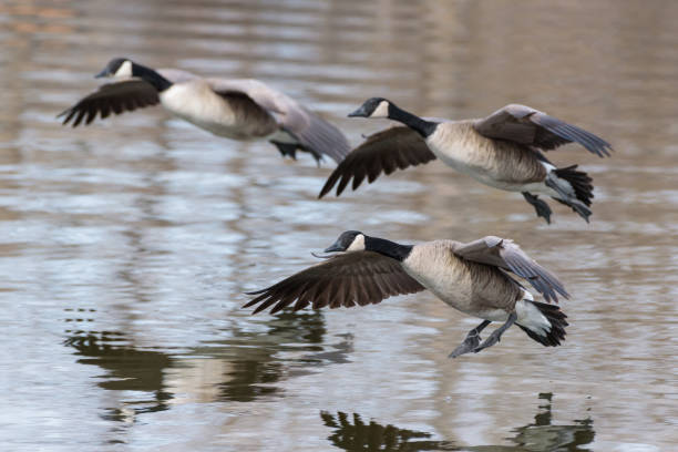 istock Flight of Canada Geese Landing in a Lake 1062165420