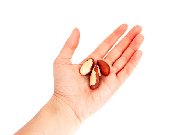 istock Brazil nuts hold in a hand, isolated on white background. 1062166034