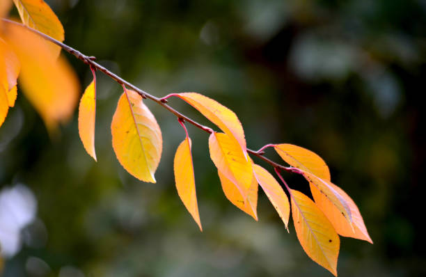 istock autumn leaf of cherry tree, season concept, 1062167756