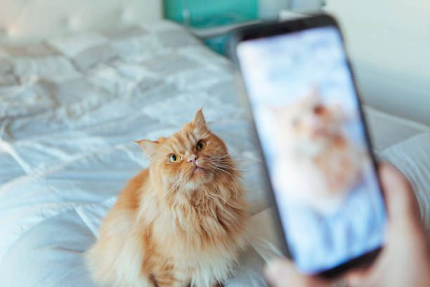 fotografía de la pantalla en un teléfono de un gato - mascota fotos fotografías e imágenes de stock