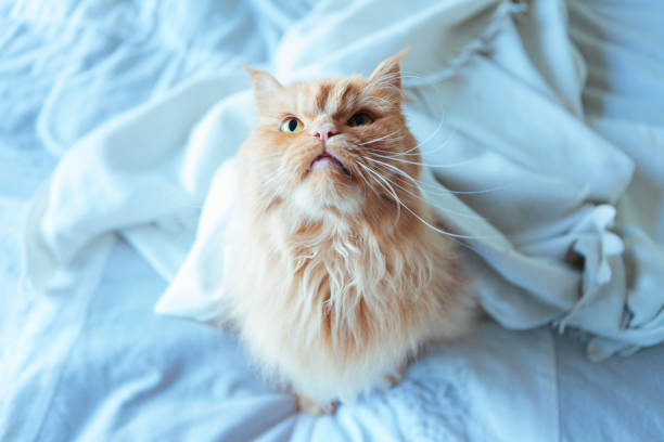 istock cat looking up from the bed 1062168392