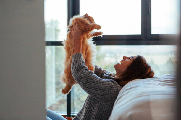 istock healthy cat at home playing with owner 1062168616
