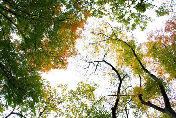 istock Look at the sky VH539 1062171252