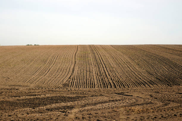 Freshly trailed field in autumn
