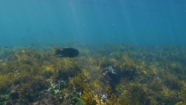 Undersea seagrass meadow with sunlight, Galapagos