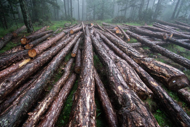 istock Firewood logs in a misty forest 1062184822