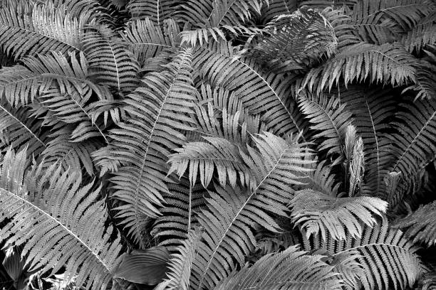 istock Fern plants in the shadow of trees 1062186516