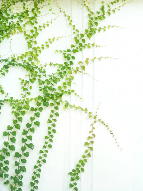 istock ivy leaves isolated on white 1062187058