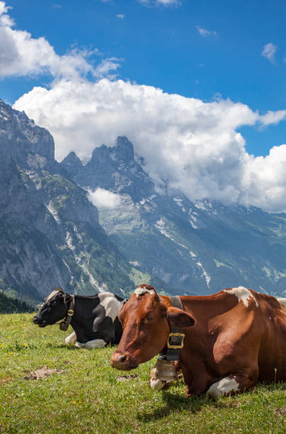 istock Cattle farming in Grindelwald 1062193368