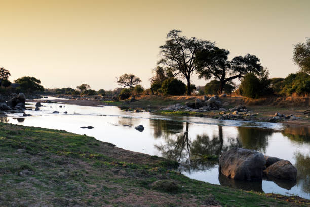 Great Ruaha River in Ruaha National Park,Tanzania Beautiful scenery over the Great Ruaha River with trees reflected in the water. Picture was taken  in the late afternoon just before sunset. africa sunset ruaha national park tanzania stock pictures, royalty-free photos & images