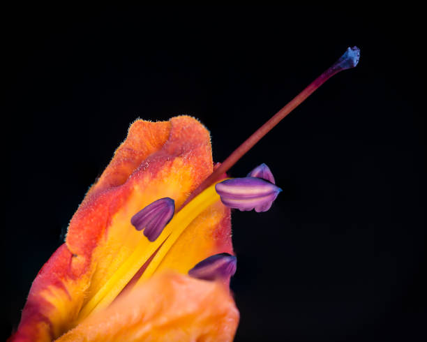 istock Flower detail closeup 1062198462
