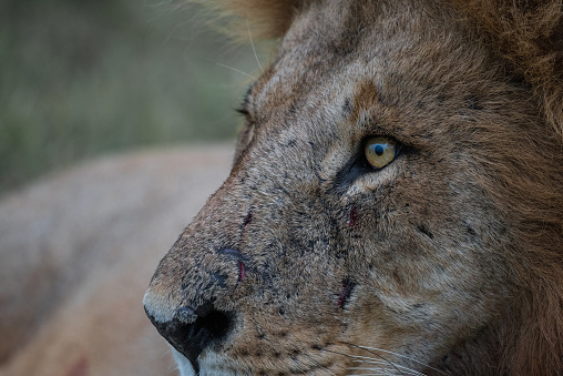 A large male lion keeping an eye on an antelope in the distance