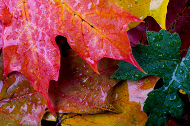istock Wet Autumn Leaves Background close up 1062201202