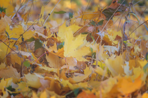 istock yellow maple leaves in the park 1062201420