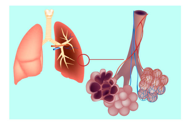 Diagram the pulmonary alveolus (air sacs) in the lung. Diagram the pulmonary alveolus (air sacs) in the lung. The respiratory system  lungs with detail of bronchioles and alveoli with capillary network. Alveoli structure Anatomy alveolus stock illustrations