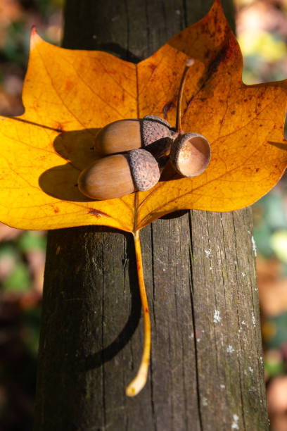 istock acorn nut at thanksgiving fall color leaves 1062201696