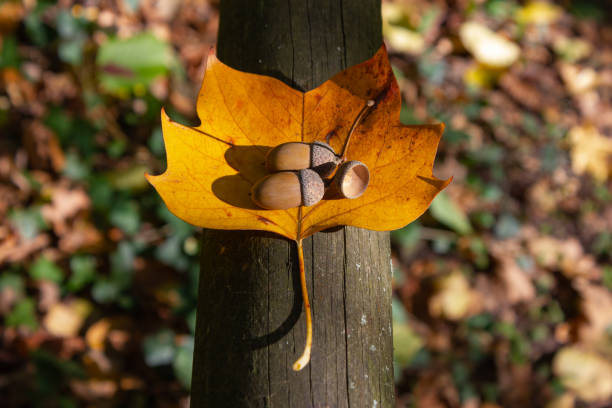 istock acorn nut at thanksgiving fall color leaves 1062201740