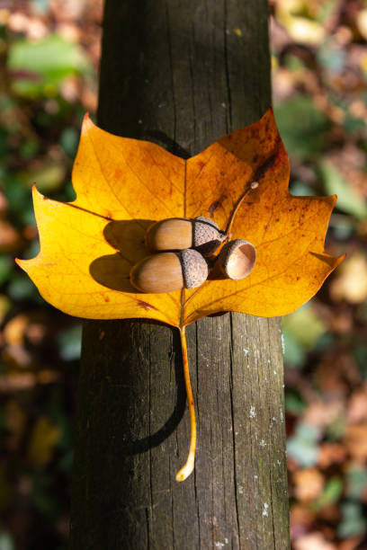 istock acorn nut at thanksgiving fall color leaves 1062201834