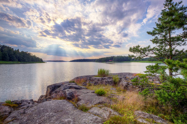 istock Tall, slender pines. The sun shines in the sky clouds and rays. 1062201942