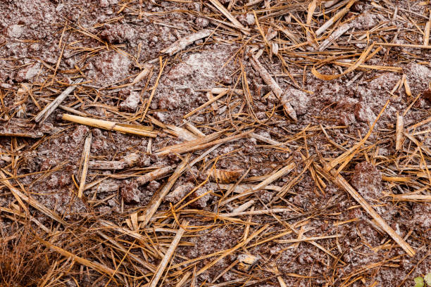 istock Mechanized application of limestone in the field 1062202472