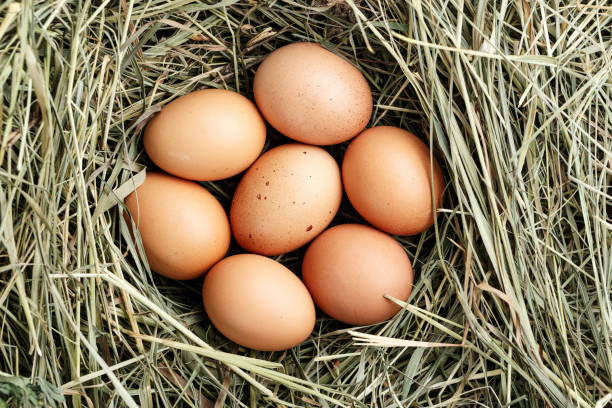 istock raw chicken eggs in the straw. close-up. place for text. 1062204720