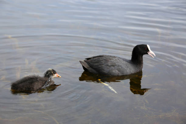 istock Eurasian Coot (Fulica atra) with newborn chick 1062205750