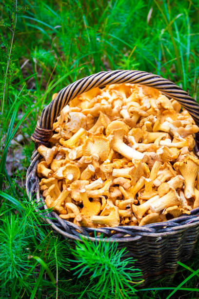 istock Wicker basket with wild mushrooms chanterelles 1062207376
