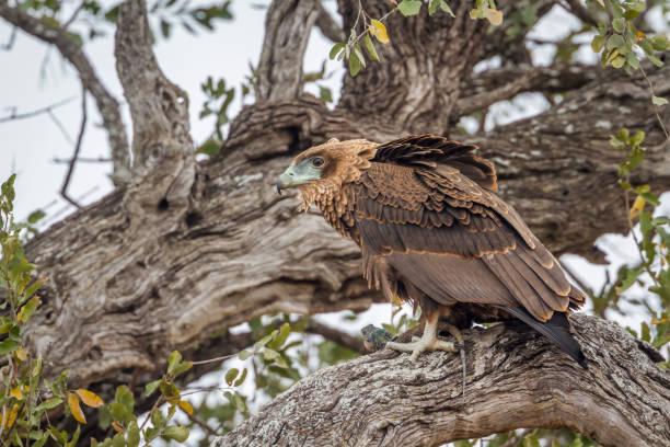istock Bateleur Eagle in Kruger National park, South Africa 1062207536