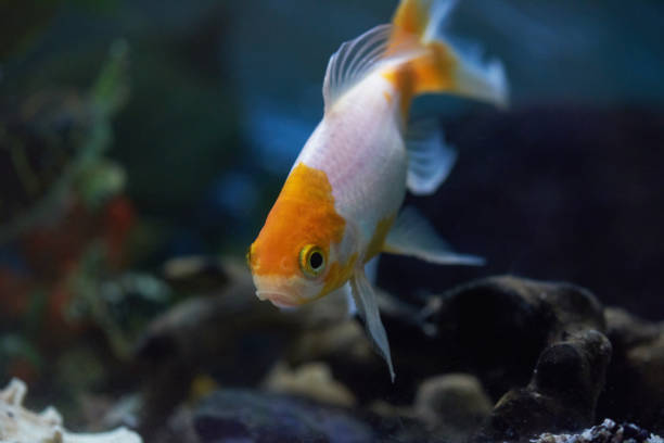 istock One goldfish in aquarium 1062208016