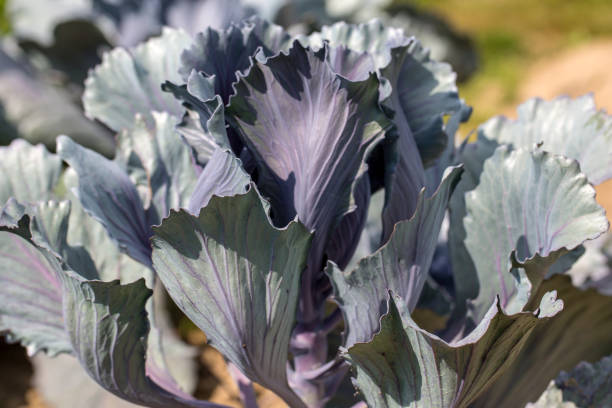 istock Close up of red cabbage head in garden 1062208796
