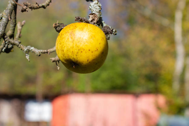 istock autumn branches with leaves and fruits 1062212200