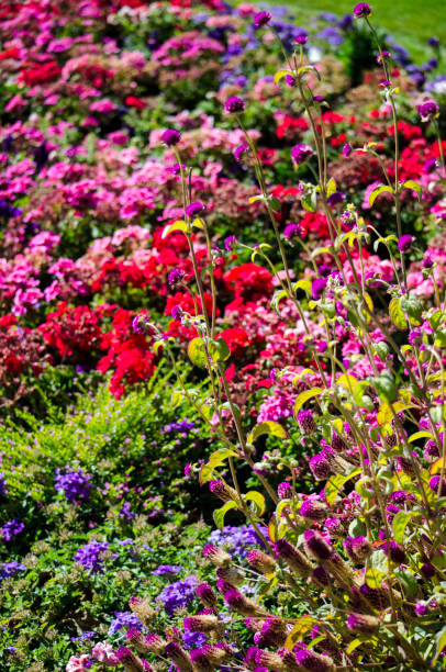 istock Spectacular Autumn flowering plants 1062214662