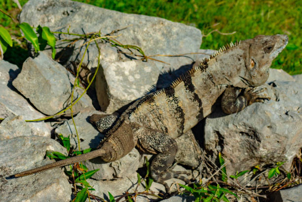 Black Spiny-tailed iguana on the ground in Mexico. This one is re-growing its tail after it has been damaged and fallen off.
