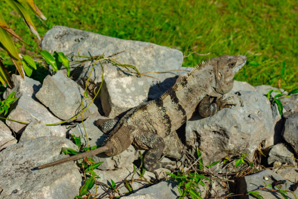 Black Spiny-tailed iguana on the ground in Mexico. This one is re-growing its tail after it has been damaged and fallen off.