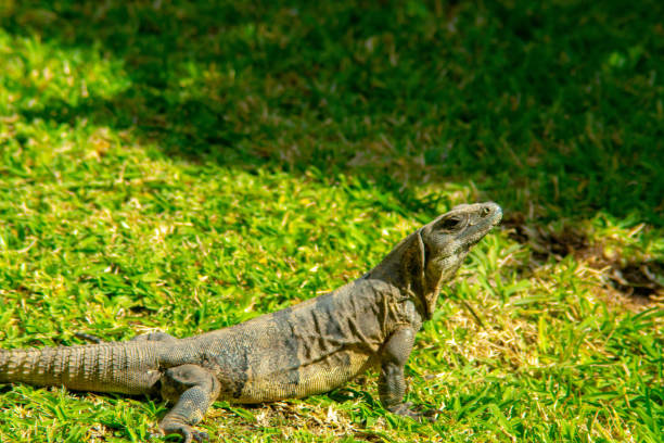 istock Iguana on the ground in Mexico 1062217412