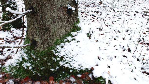 istock First white snow in the forest winter green grass background 1062222662