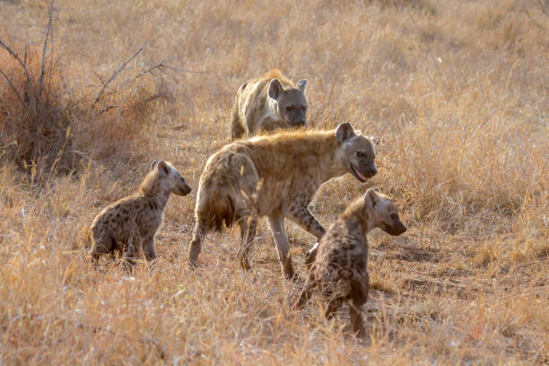 istock Spotted hyaena in Kruger National park, South Africa 1062225452