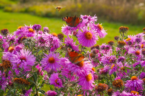 Butterflies on flowers