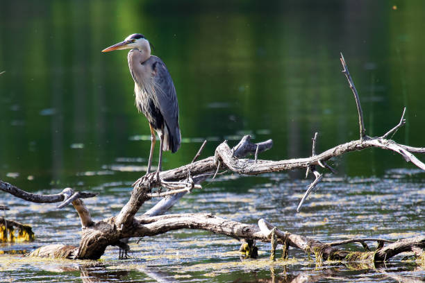 istock A Great Blue Heron stands on a dead tree branch over water 1062226406