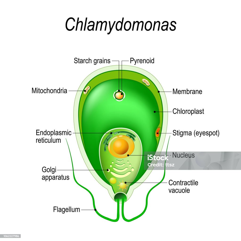 Cross section of a Chlamydomonas. Structure of the algae cell. Cross section of a Chlamydomonas. Structure of the algae cell. Vector diagram for educational, biological, and science use Amoeba stock vector