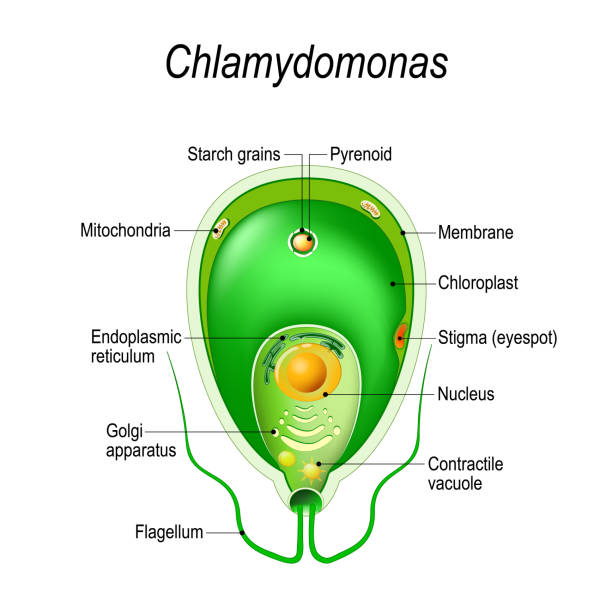 Cross section of a Chlamydomonas. Structure of the algae cell. Cross section of a Chlamydomonas. Structure of the algae cell. Vector diagram for educational, biological, and science use chlamydomonas stock illustrations