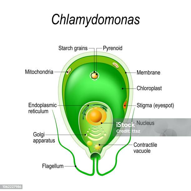 Cross Section Of A Chlamydomonas Structure Of The Algae Cell Stock Illustration - Download Image Now